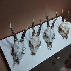 4 TROPHEE DE CHEVREUIL BROCARD TAXIDERMIE CHASSE