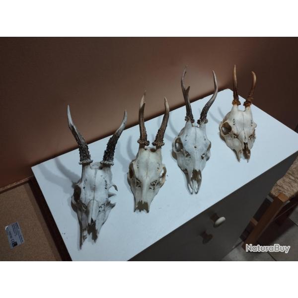 4 TROPHEE DE CHEVREUIL BROCARD TAXIDERMIE CHASSE