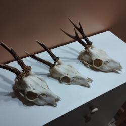 3 TROPHEE DE CHEVREUIL BROCARD TAXIDERMIE CHASSE