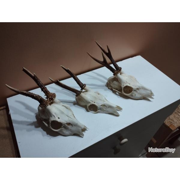 3 TROPHEE DE CHEVREUIL BROCARD TAXIDERMIE CHASSE