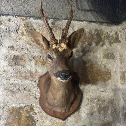 Trophée de chasse