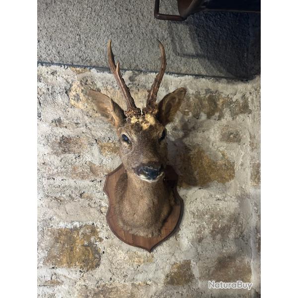 Trophe de chasse