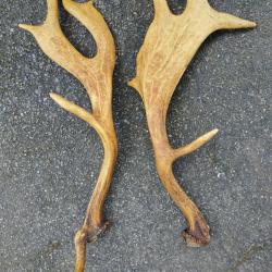PAIRE BOIS DE DAIM TEINTS 58CM CHASSE CERF