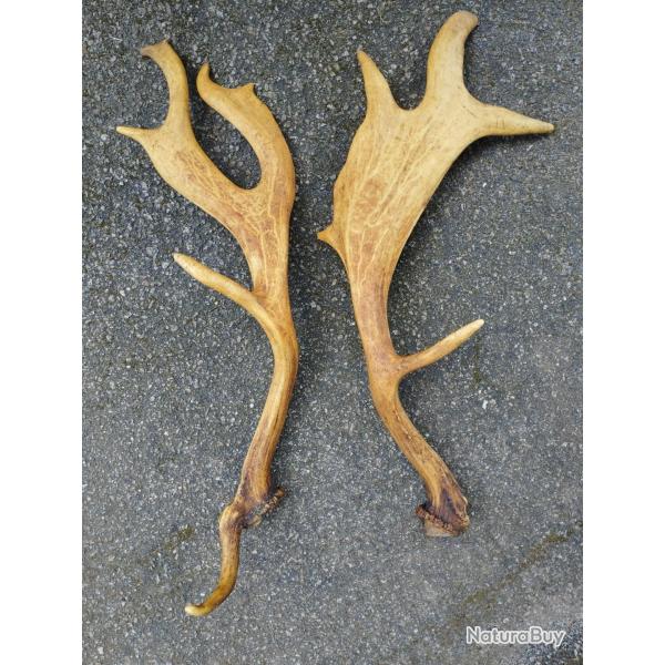 PAIRE BOIS DE DAIM TEINTS 58CM CHASSE CERF
