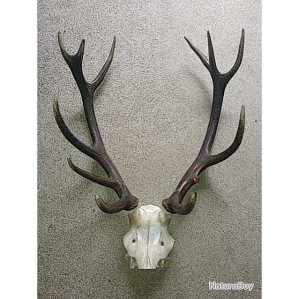 Massacre de cerf 12 cors