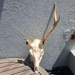 Crâne de cerf Sika ; Cervus nippon #11
