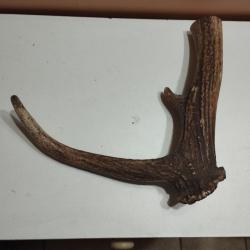BEAU MORCEAU BOIS MUES CERF AVEC MEULE ANDOUILLER POUR CHIEN COUTELLERIE ARTISANAT