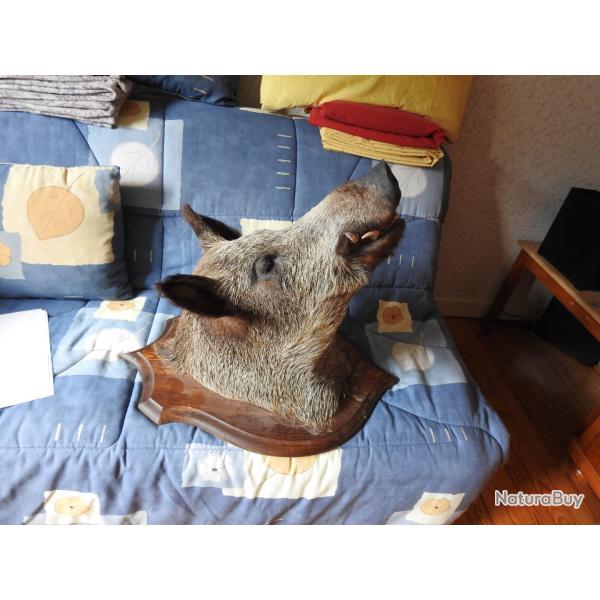 Tte de sanglier naturalise