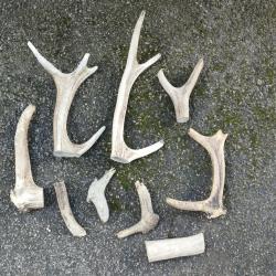 LOT MORCEAUX DE BOIS DE CERFS SECOND CHOIX