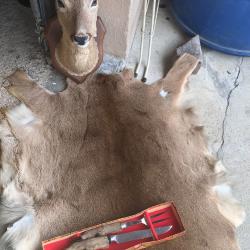 Lot trophée de chasse chevreuil/sanglier