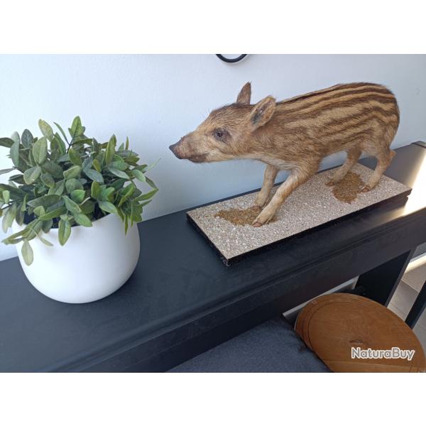 Marcassin naturalis - Bon tat
