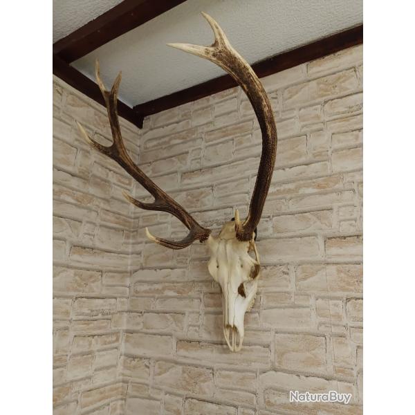 Massacre de cerf - trophe de chasse