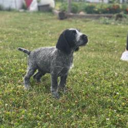 Chiots Drahthaar non LOF