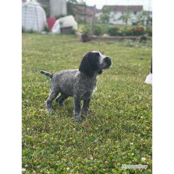 Chiots Drahthaar non LOF