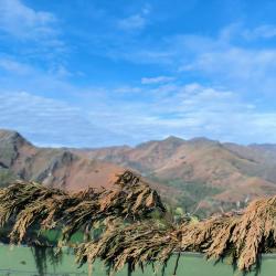 Chasse à la palombe au Pays Basque - Une offre pour les vrais passionnés