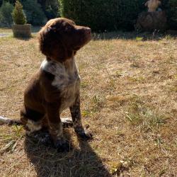 2 Chiots munsterlander disponibles
