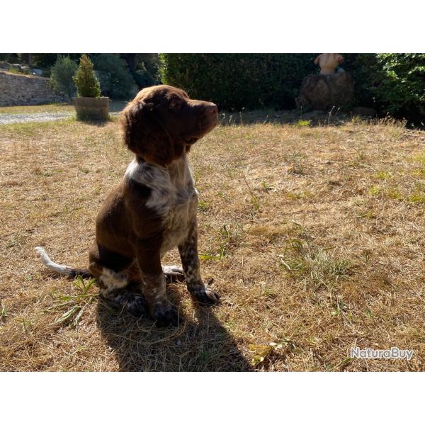 2 Chiots munsterlander disponibles
