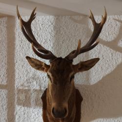 Tête de cerf 14 cors