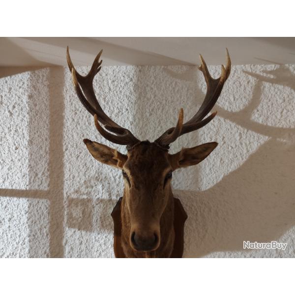 Tte de cerf 14 cors