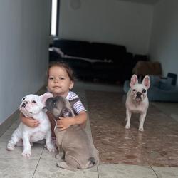 magnifiques chiots bouledogues