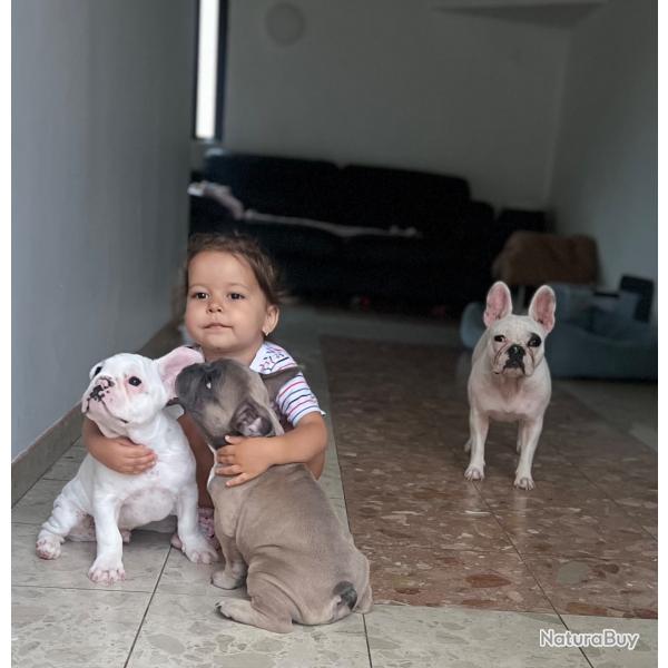 magnifiques chiots bouledogues