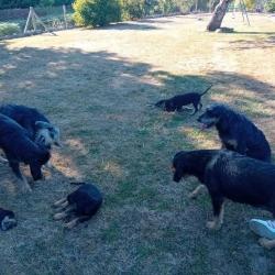 Chiots Griffon Nivernais origine sanglier