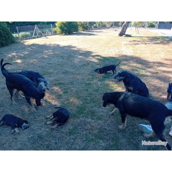 Chiots Griffon Nivernais origine sanglier