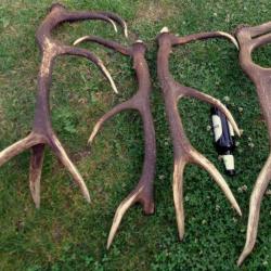 Deux très belles paires de bois de cerf - 8400 grs -