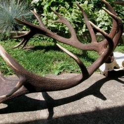 Deux énormes mues de cerfs 20 cors montées sur leur crâne originel - 10100 grs - 105 cms et 100 cms
