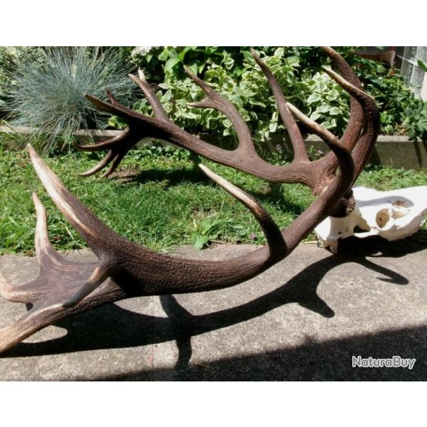 Deux normes mues de cerfs 20 cors montes sur leur crne originel - 10100 grs - 105 cms et 100 cms