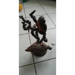 Oiseaux empaill?s
