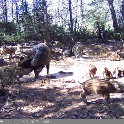 action de chasse gros gibier saison  25/26 mont de Vaucluse