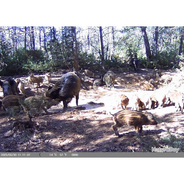 action de chasse gros gibier saison  25/26 mont de Vaucluse