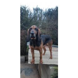 Chien courant Bruno Saint Hubert