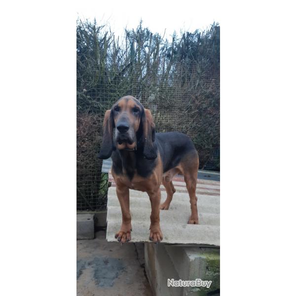 Chien courant Bruno Saint Hubert