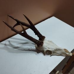 BEAU TROPHEE DE CHEVREUIL BROCARD 6 CORS 22CM TAXIDERMIE CHASSE