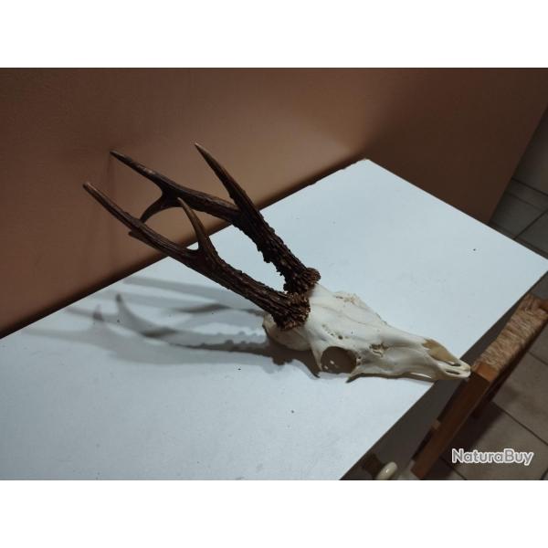 BEAU TROPHEE DE CHEVREUIL BROCARD 6 CORS 22CM TAXIDERMIE CHASSE