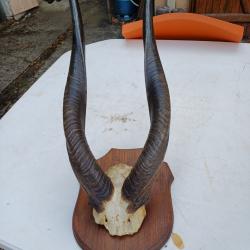 Massacre Corne de Gazelle d'Afrique ( Bushbuck )