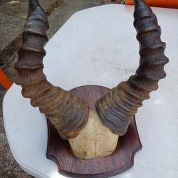 Massacre Corne de Gazelle d'Afrique ( Bubale )