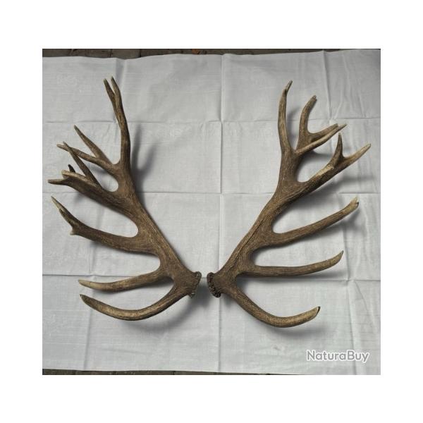 normes mues de cerf atypiques - 28 cors -