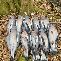 Action de chasse petit gibier