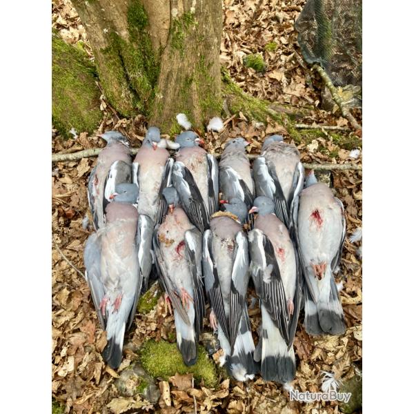 Action de chasse petit gibier