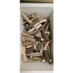 Bois de cerf pour chiens