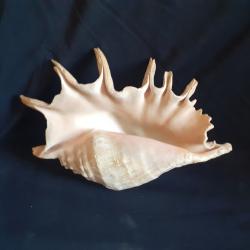 Lambis  très gros coquillage des Seychelles souvenir vacance des années 1960