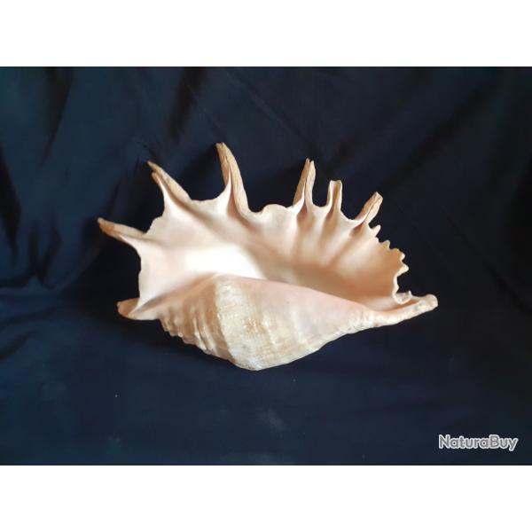Lambis  trs gros coquillage des Seychelles souvenir vacance des annes 1960
