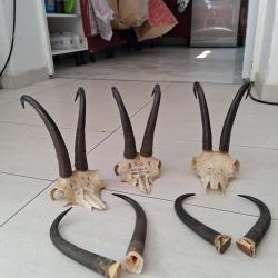 Lot chamois pour plus de renseignements merci de bien vouloir me contacter cordialement.