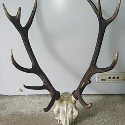 Magnifique massacre tête de cerf 12 cors