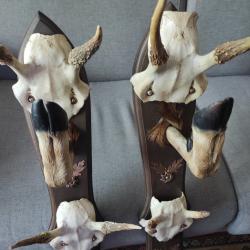 Trophée de chasse