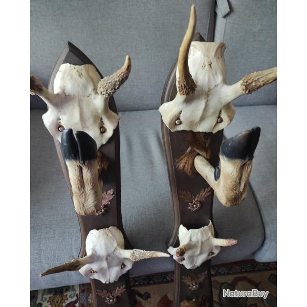 Trophe de chasse
