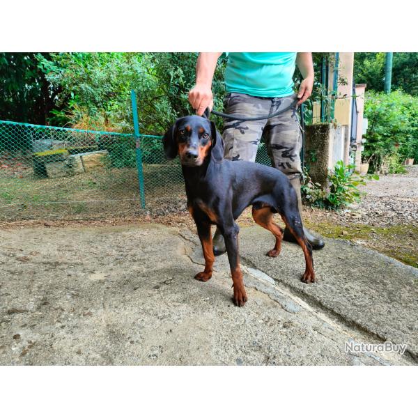 saillie chien  slovensky kopov